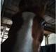 Welsh Pony (sec B) Disco