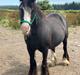 Irish Cob Murphy's Black Beauty *solgt*