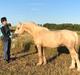 Welsh Cob (sec D) Mr Robino