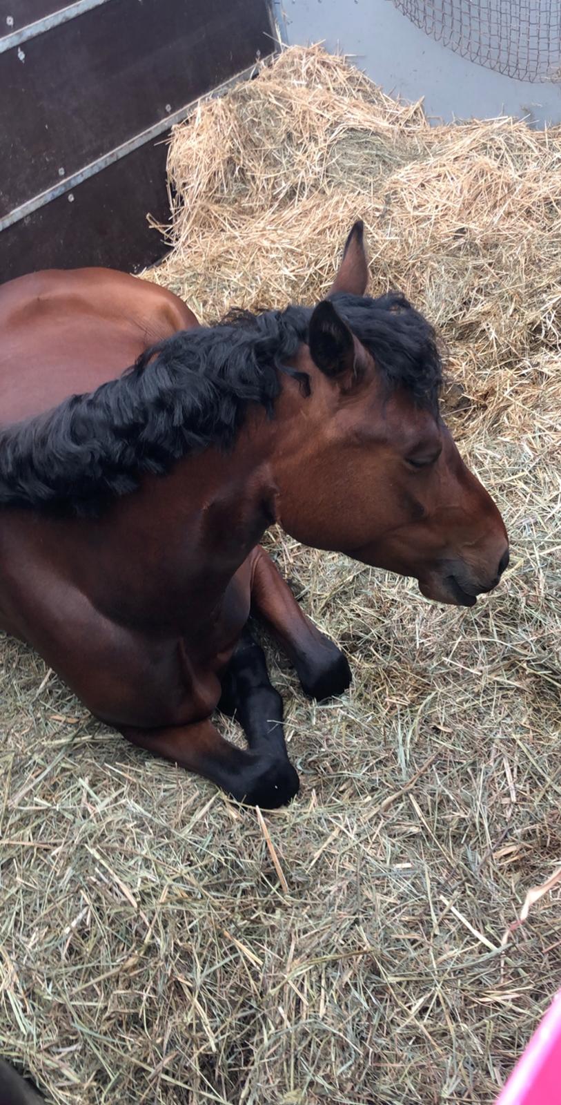 Welsh Partbred (Sec F) Rålandgårds Daya billede 14