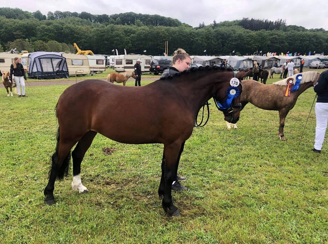 Welsh Partbred (Sec F) Rålandgårds Daya billede 3