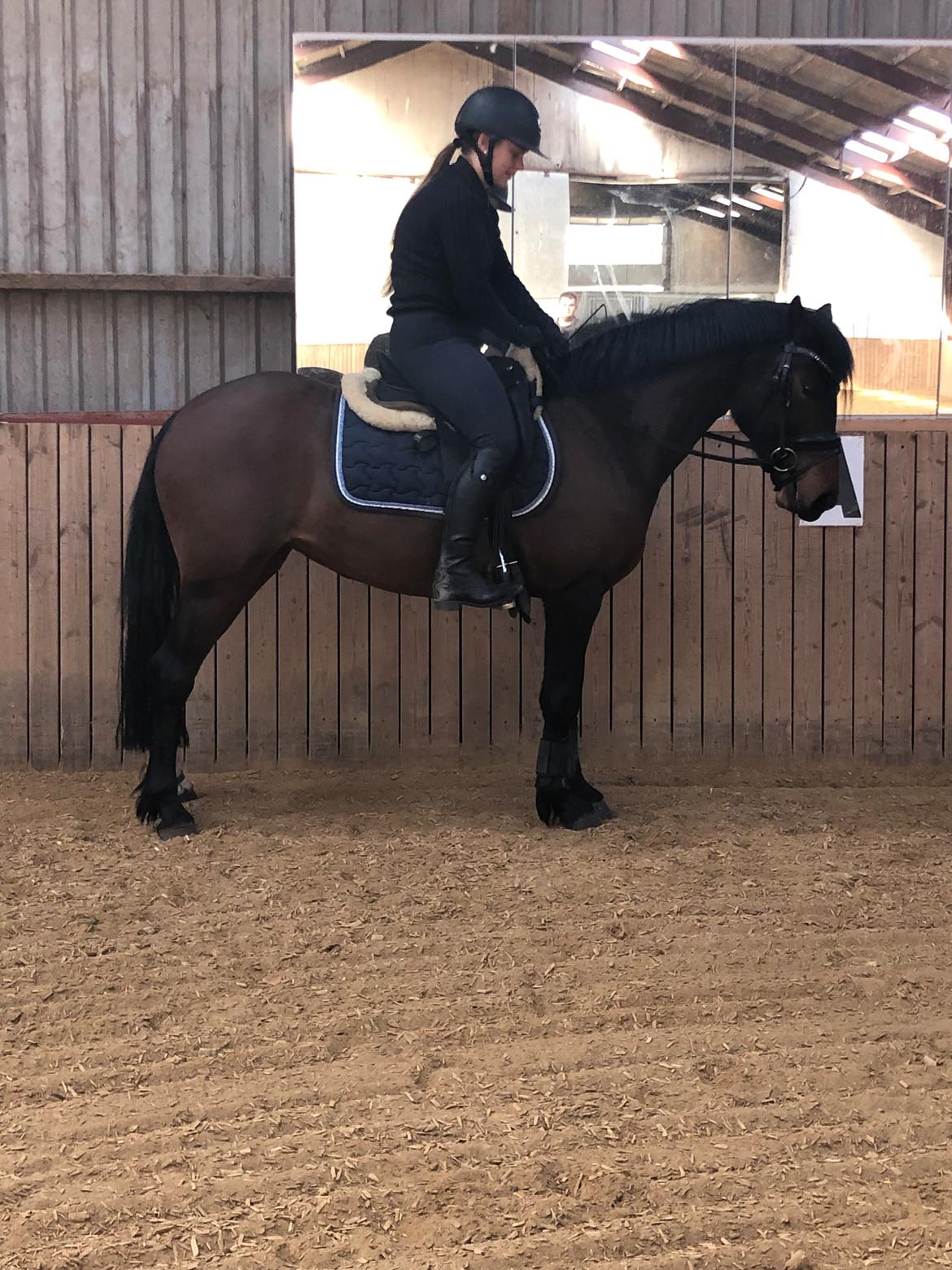 Welsh Partbred (Sec F) Rålandgårds Daya billede 13