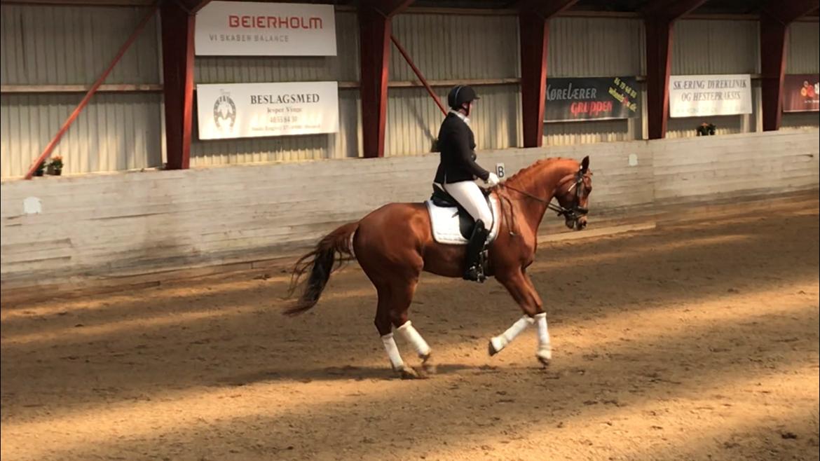 Dansk Varmblod Pilou billede 11