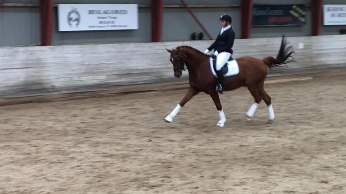 Dansk Varmblod Pilou billede 12