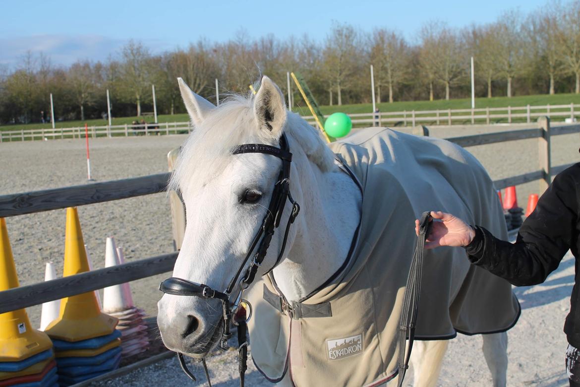 Anden særlig race Tequila billede 1
