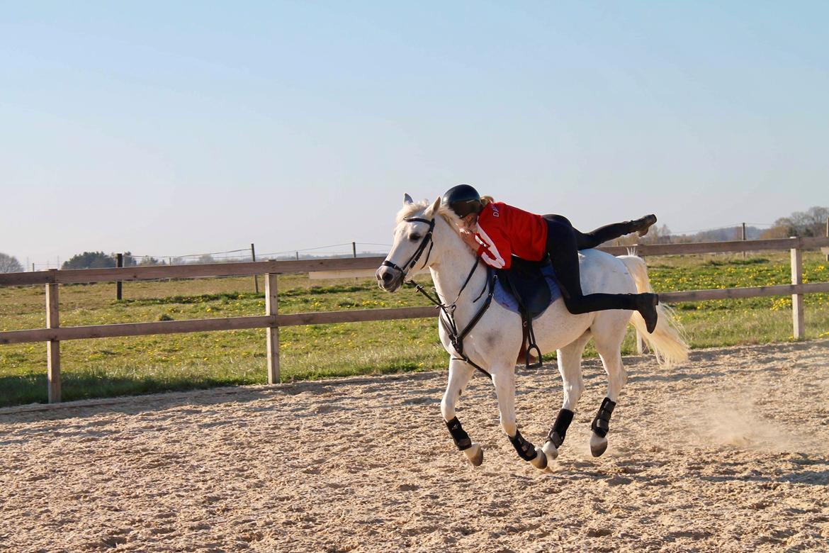 Anden særlig race Tequila billede 10