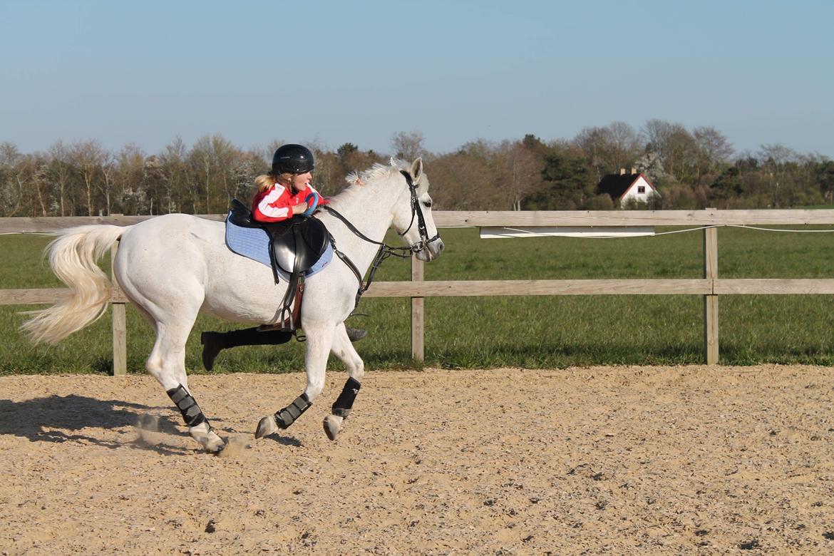 Anden særlig race Tequila billede 19