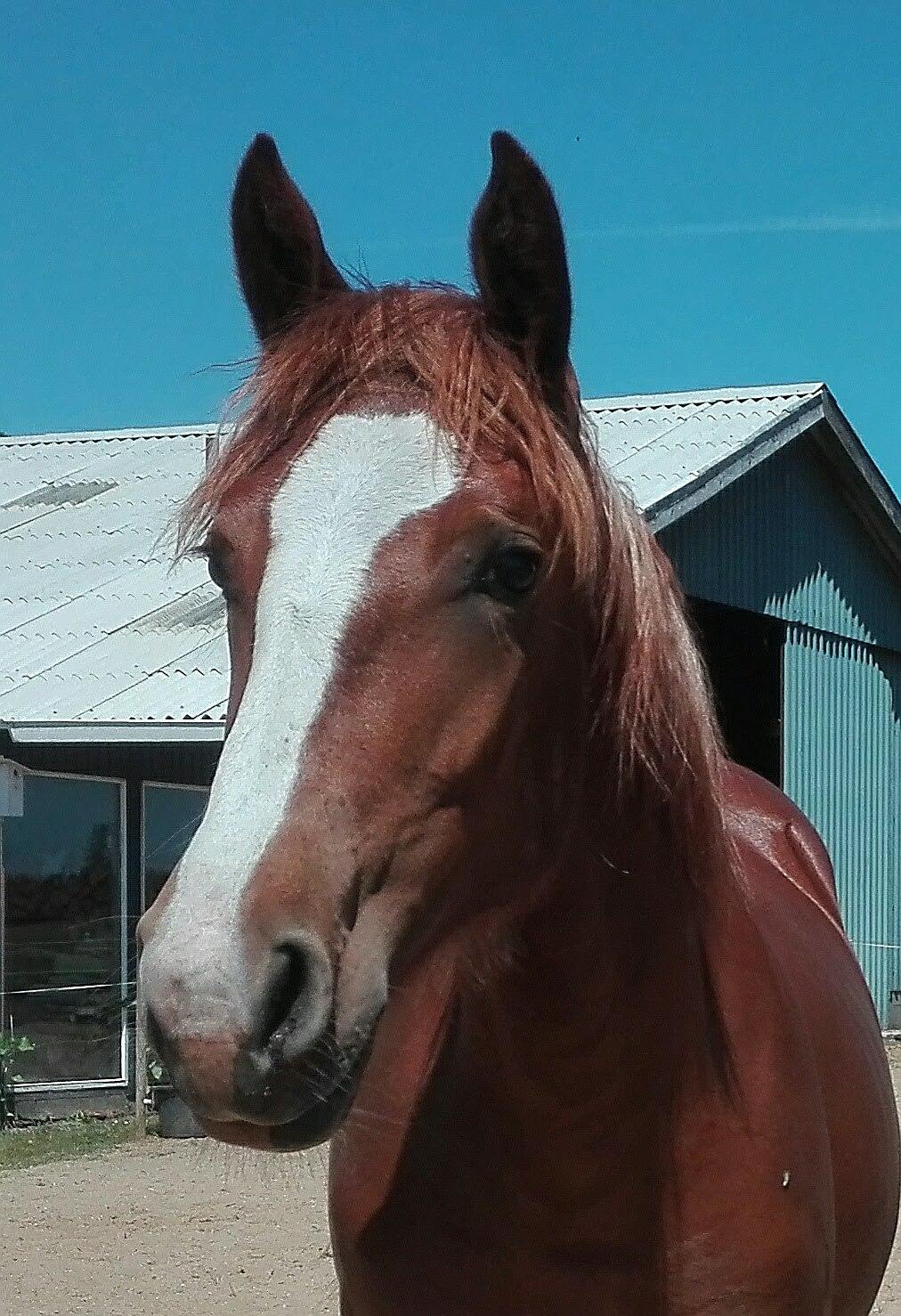 Frederiksborg Vivaldi´s £ billede 18