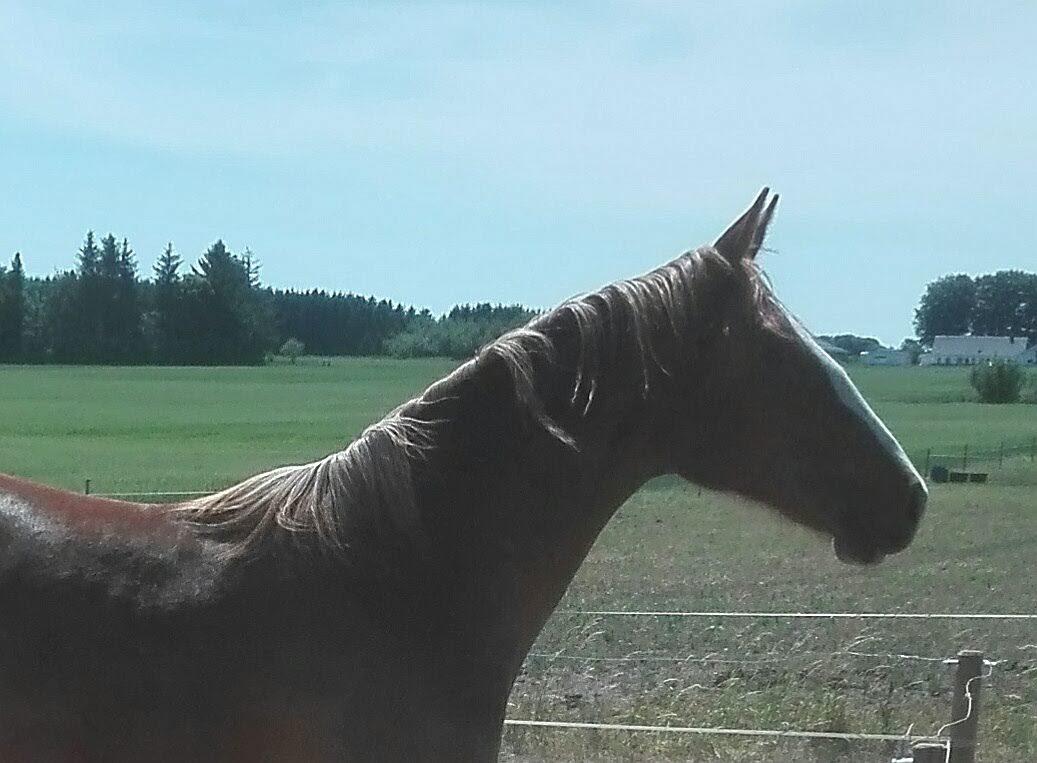 Frederiksborg Vivaldi´s £ billede 20