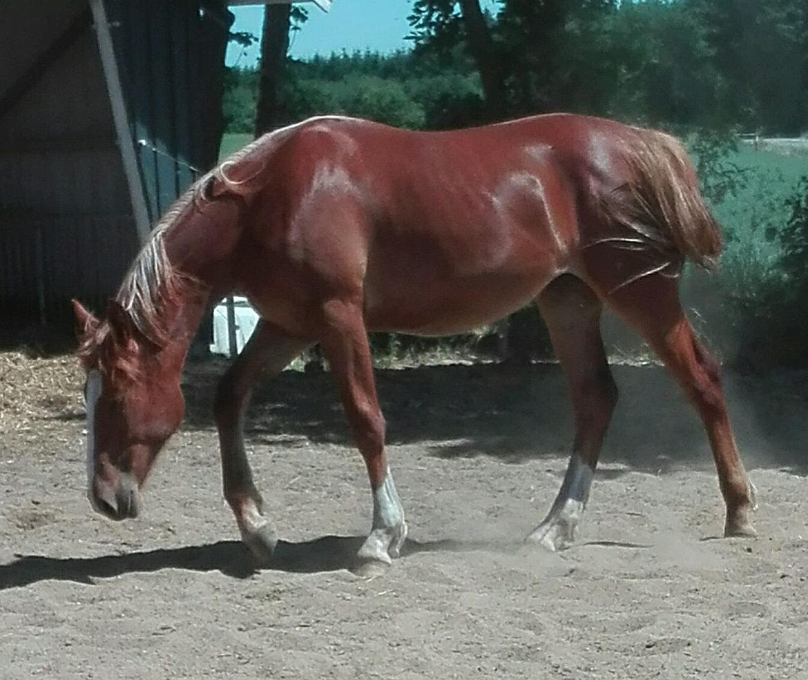 Frederiksborg Vivaldi´s £ billede 19