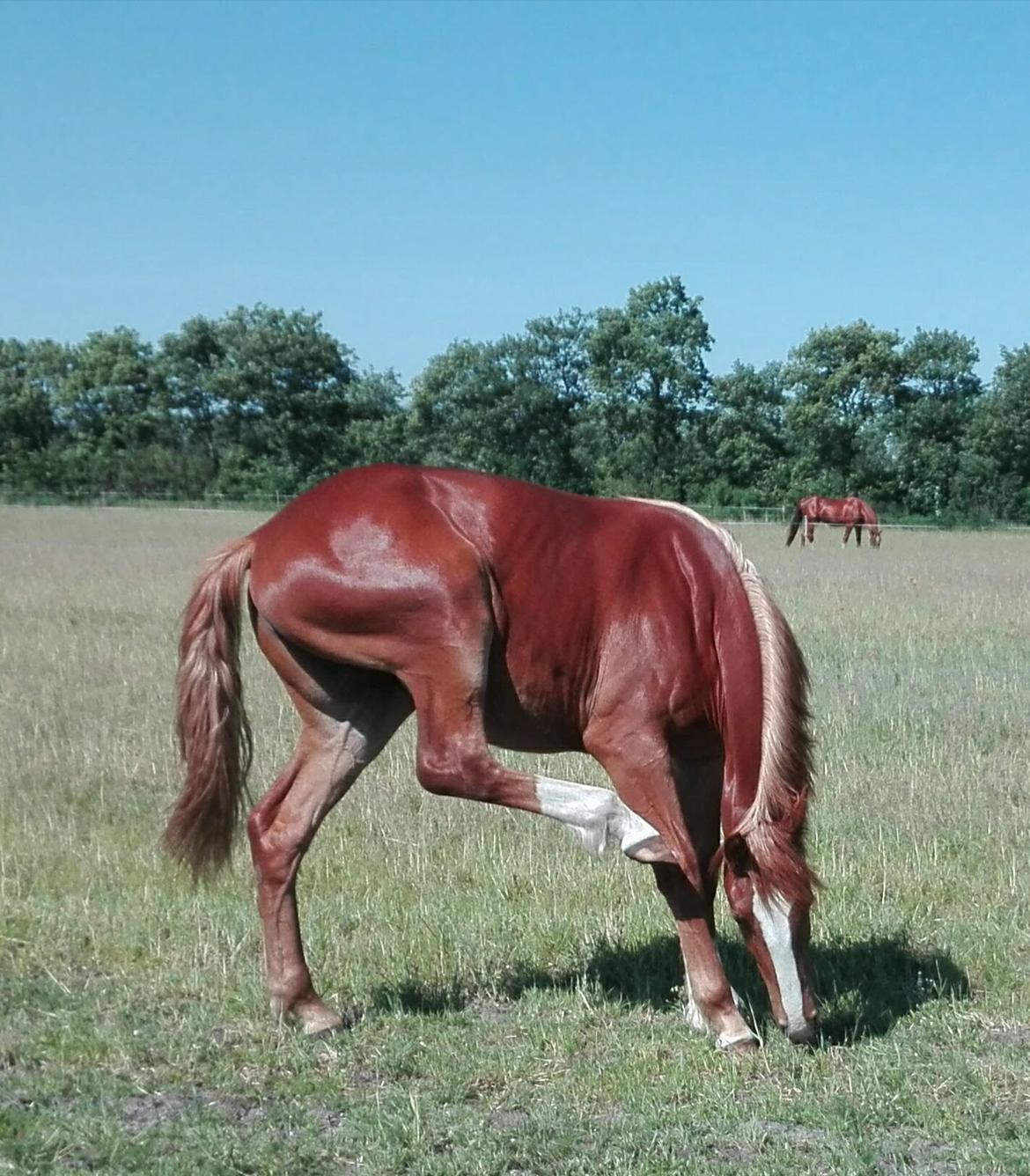 Frederiksborg Vivaldi´s £ billede 21