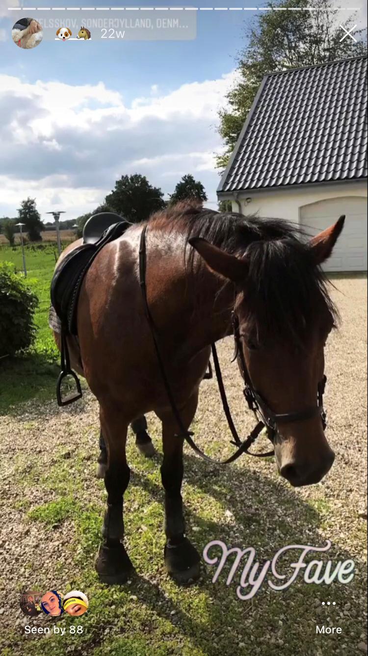 Anden særlig race Vedtoftes Duchess billede 10