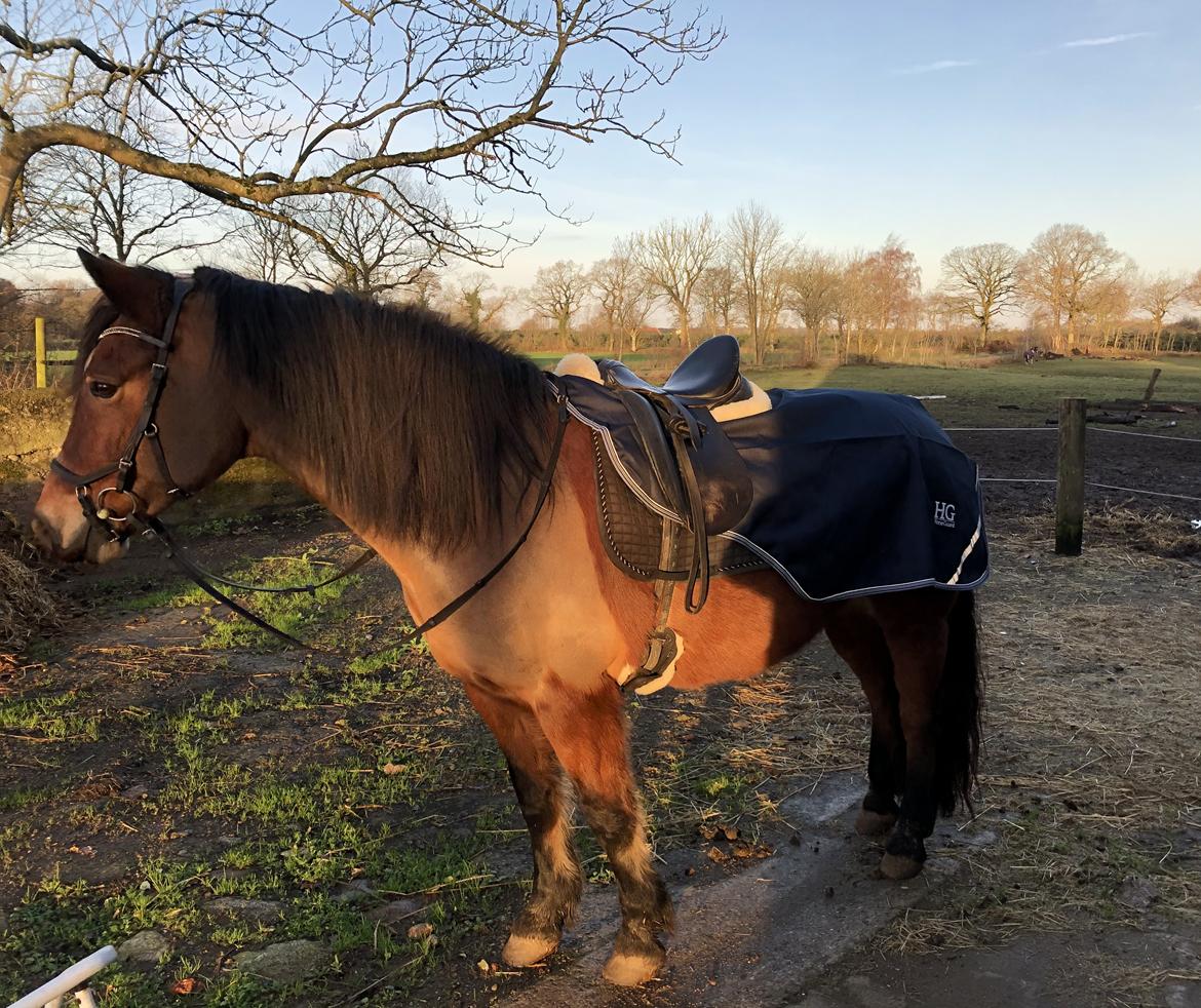 Anden særlig race Vedtoftes Duchess billede 12