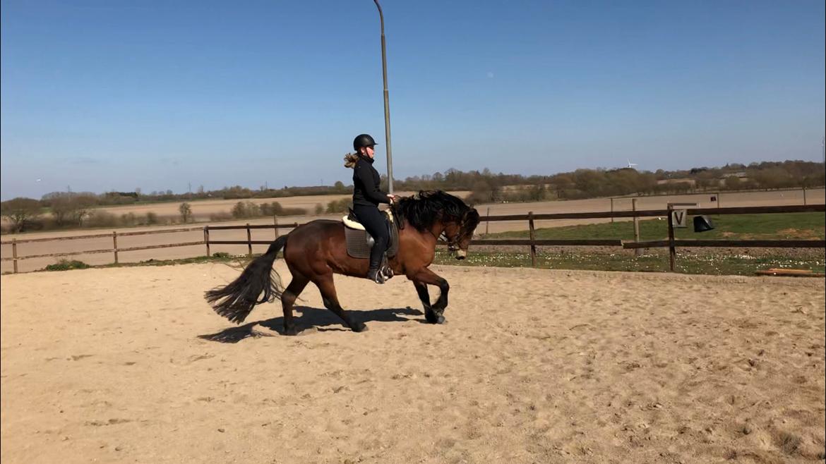 Anden særlig race Vedtoftes Duchess billede 15