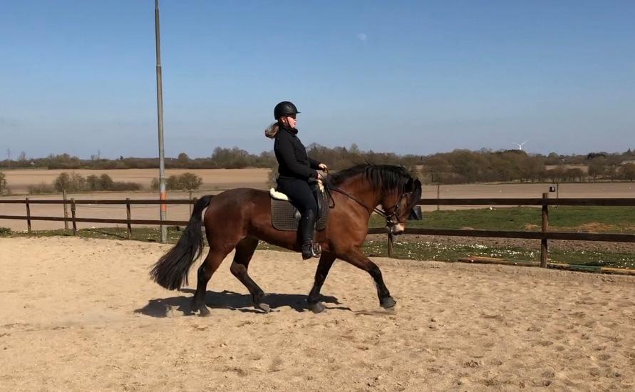 Anden særlig race Vedtoftes Duchess billede 2