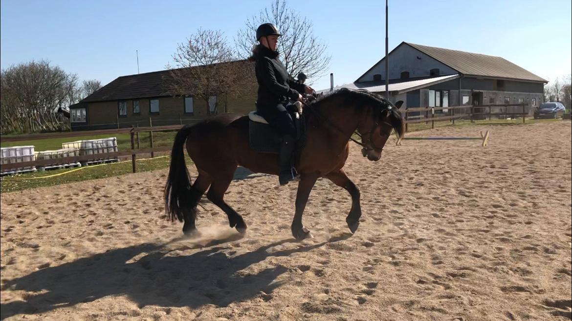 Anden særlig race Vedtoftes Duchess billede 5