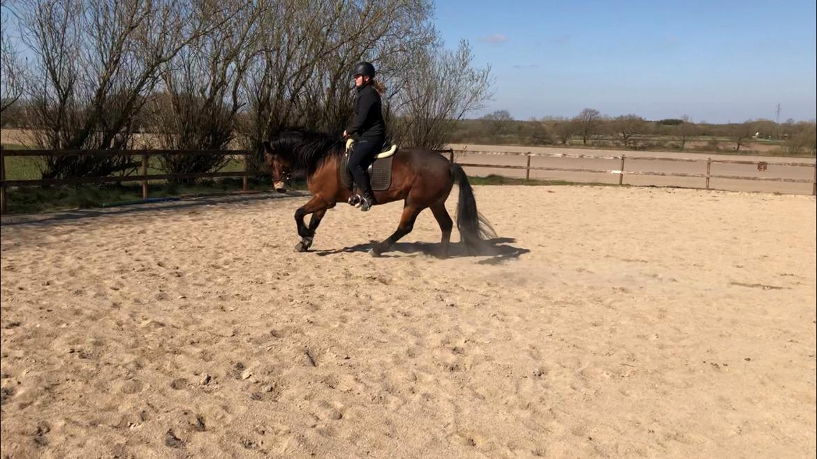 Anden særlig race Vedtoftes Duchess billede 8