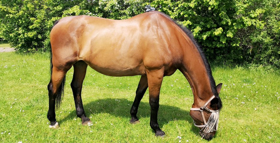 Dansk Varmblod Donna  ?? ? aflivet  billede 1