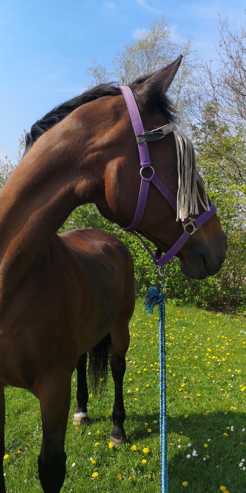 Dansk Varmblod Donna  ?? ? aflivet  billede 2