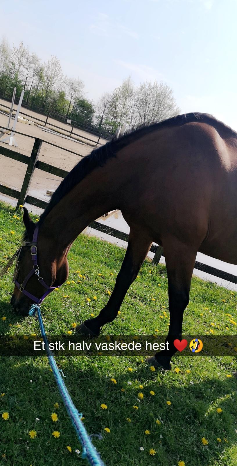 Dansk Varmblod Donna  ?? ? aflivet  billede 3