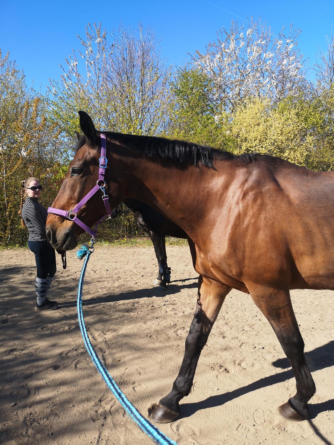 Dansk Varmblod Donna  ?? ? aflivet  billede 4