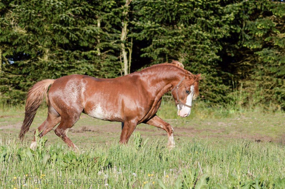 Welsh Pony af Cob-type (sec C) Noerrelide's Northern Light - 28. maj 2019 billede 5