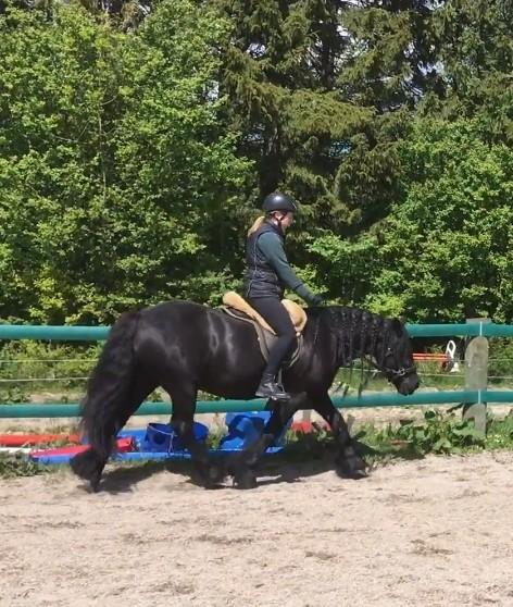 Fell pony - Hollyhouse Bracken (Bob) † billede 3