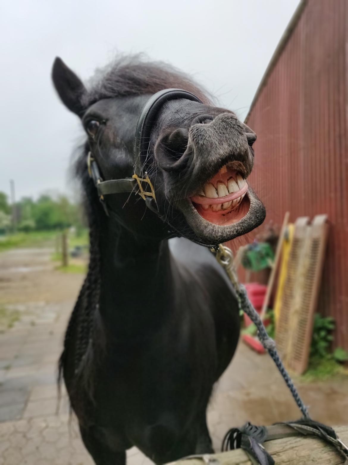 Fell pony - Hollyhouse Bracken (Bob) † billede 16