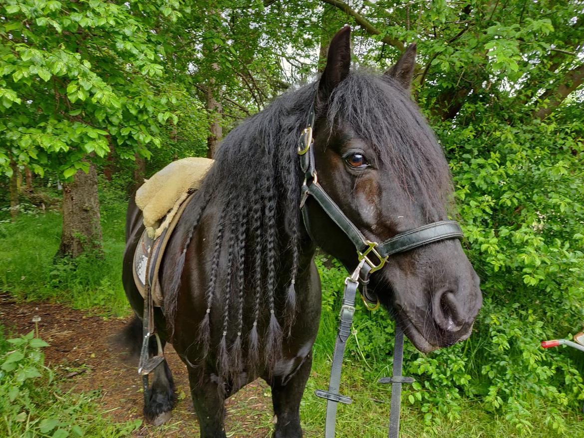Fell pony - Hollyhouse Bracken (Bob) † billede 15