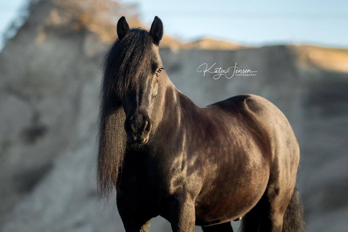 Fell pony - Hollyhouse Bracken (Bob) † billede 6