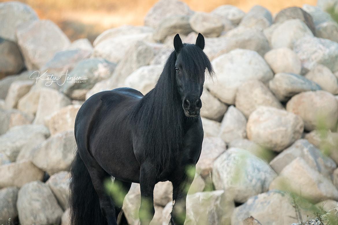 Fell pony - Hollyhouse Bracken (Bob) † billede 13