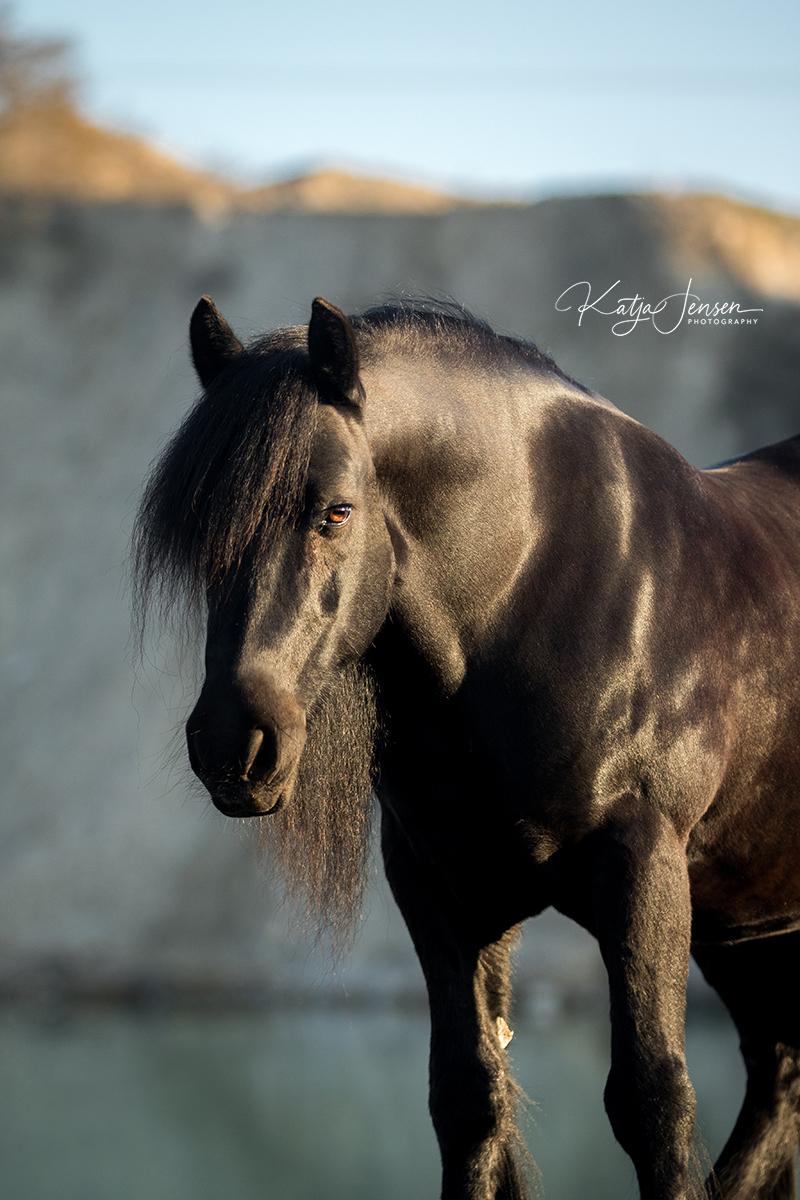 Fell pony - Hollyhouse Bracken (Bob) † billede 1