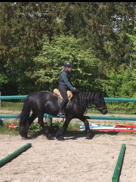 Fell pony - Hollyhouse Bracken (Bob) † billede 12