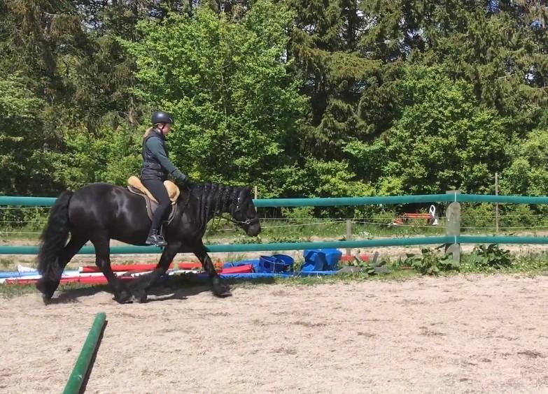 Fell pony - Hollyhouse Bracken (Bob) † billede 9