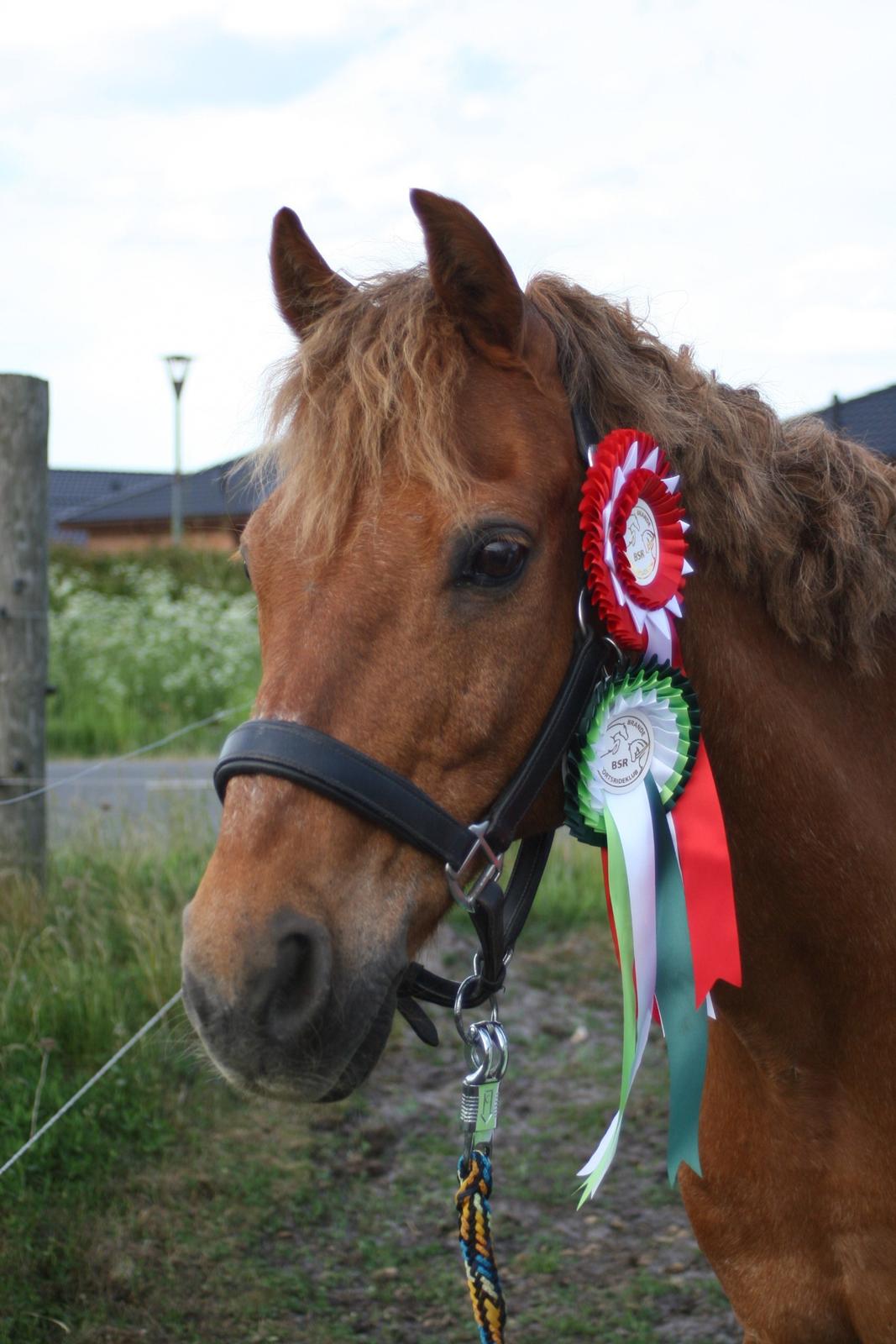 Tysk Sportspony Cognac - Fra en fanastisk stævnedag i Brande!  billede 12