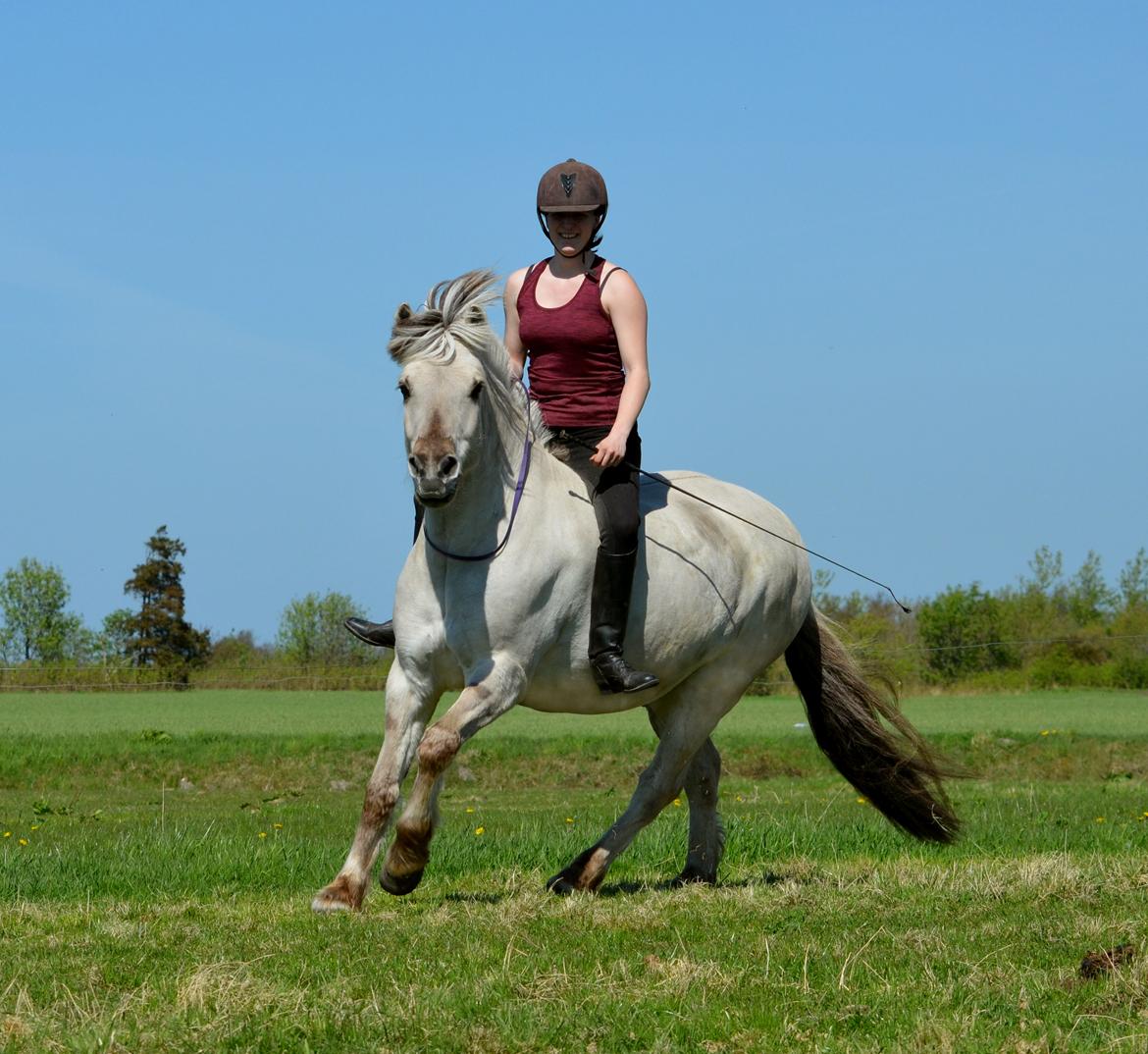 Fjordhest Glibings Hulder - Sidste ridetur <3 billede 2