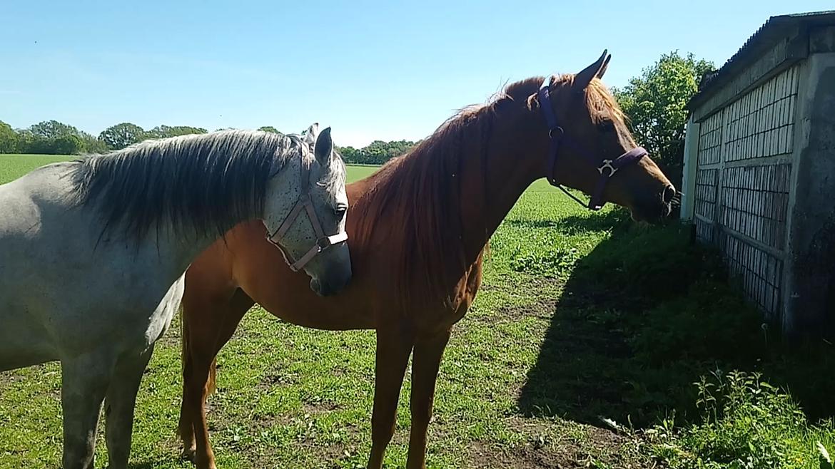 Arabisk fuldblod (OX) Emira bint Gharib ox *SOLGT* billede 4