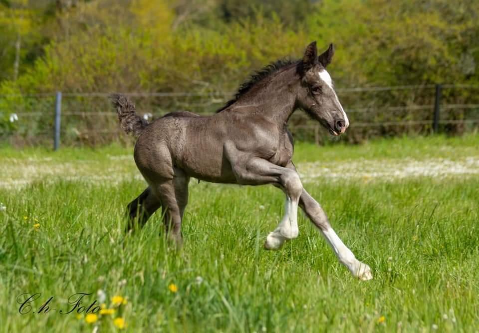 Shire Ørsteds cehra  - 16 maj 19 billede 3