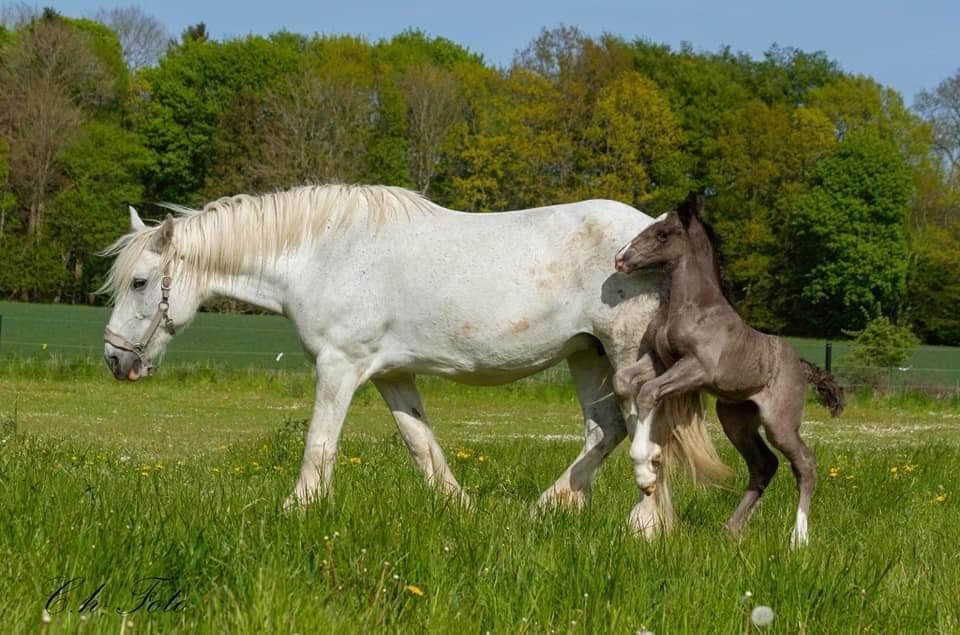 Shire Ørsteds cehra  - 26 maj 19  billede 4