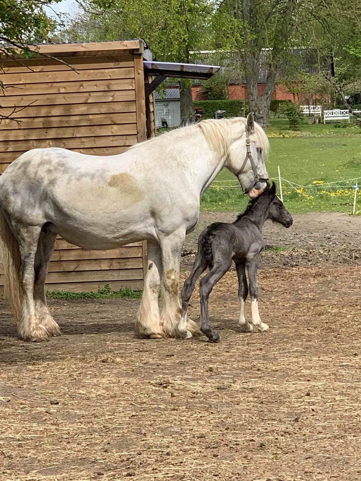 Shire Ørsteds cehra  - 5 maj 19 billede 5