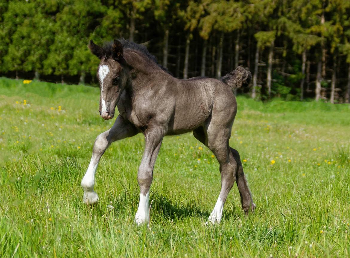 Shire Ørsteds cehra  - 26 maj 19 billede 6