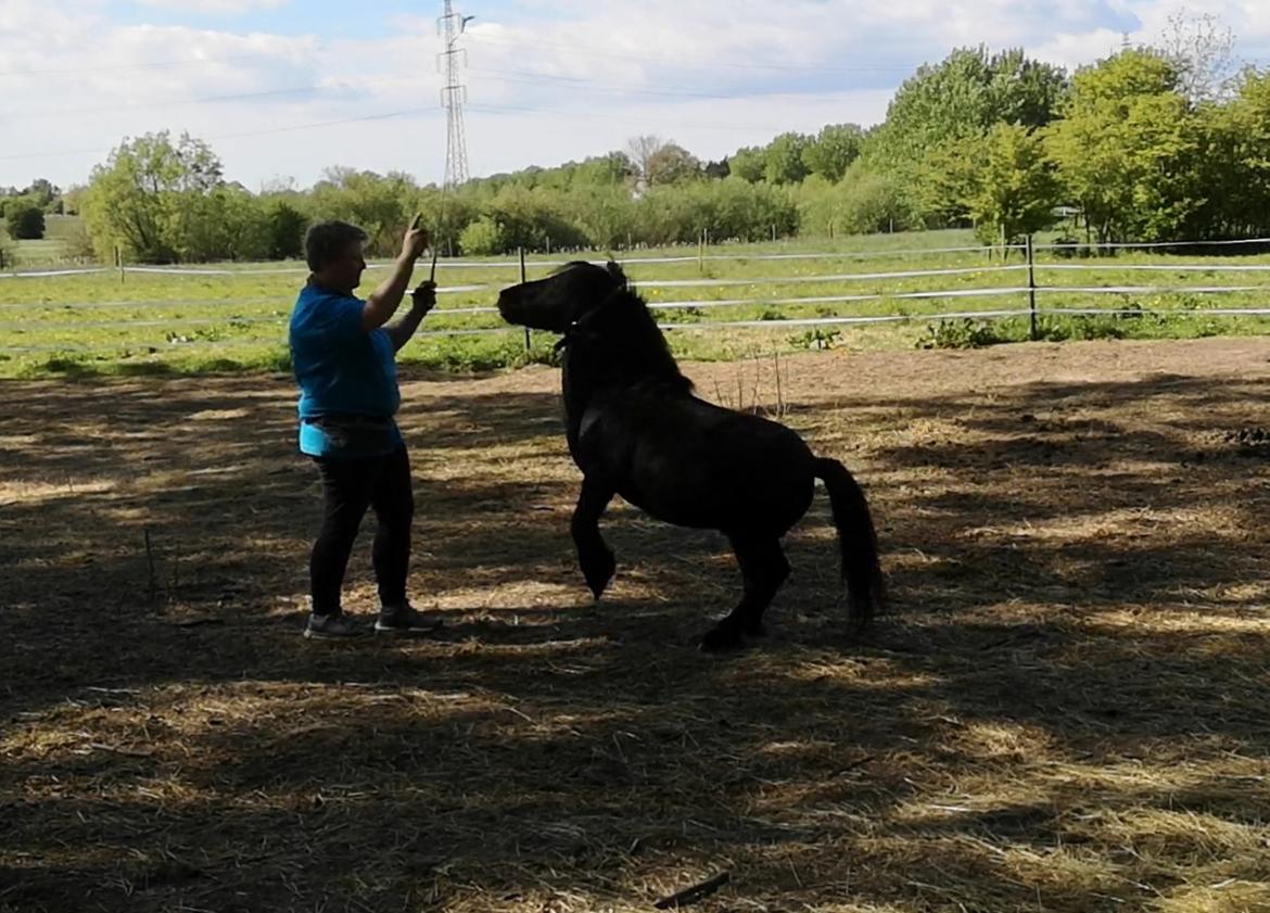 Anden særlig race I Silver [Gajol/Geo] billede 21