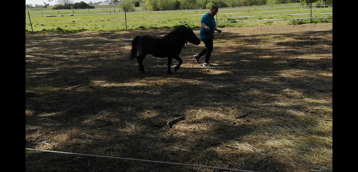 Anden særlig race I Silver [Gajol/Geo] billede 22