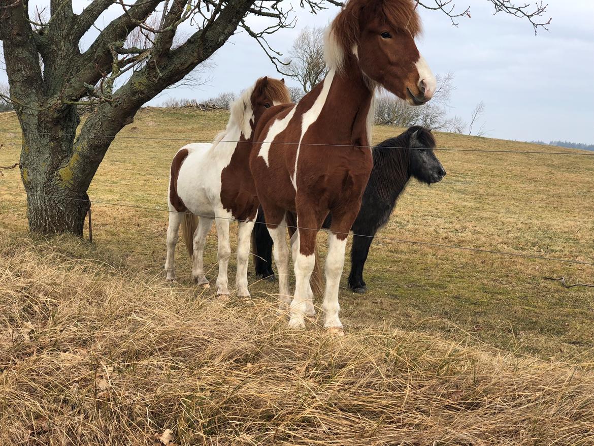 Islænder Vinur fra Leegaard  billede 14