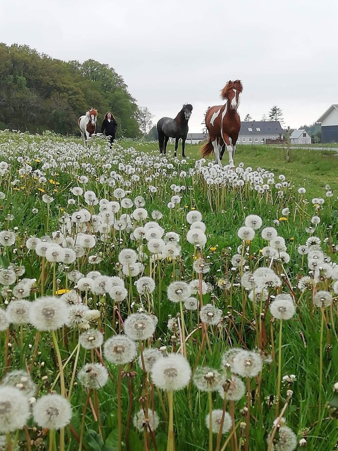 Islænder Vinur fra Leegaard  billede 16