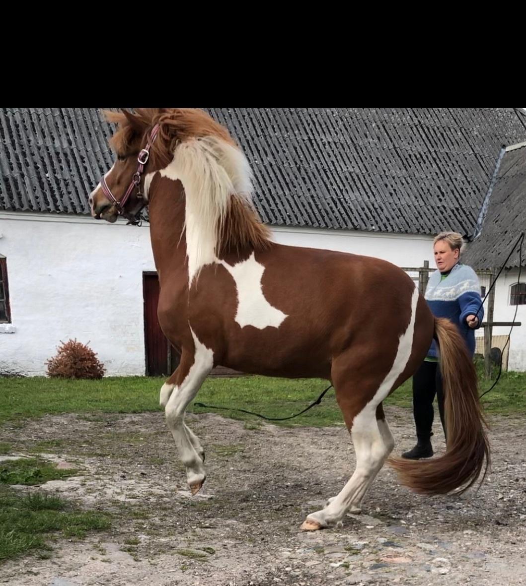 Islænder Vinur fra Leegaard  billede 17