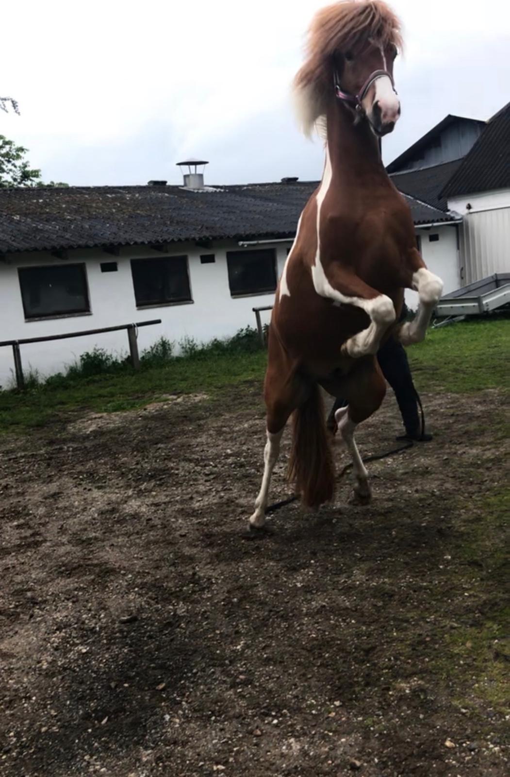 Islænder Vinur fra Leegaard  billede 18