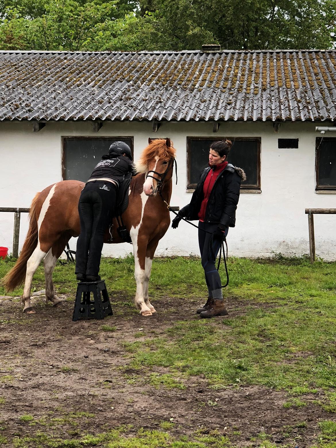 Islænder Vinur fra Leegaard  billede 19