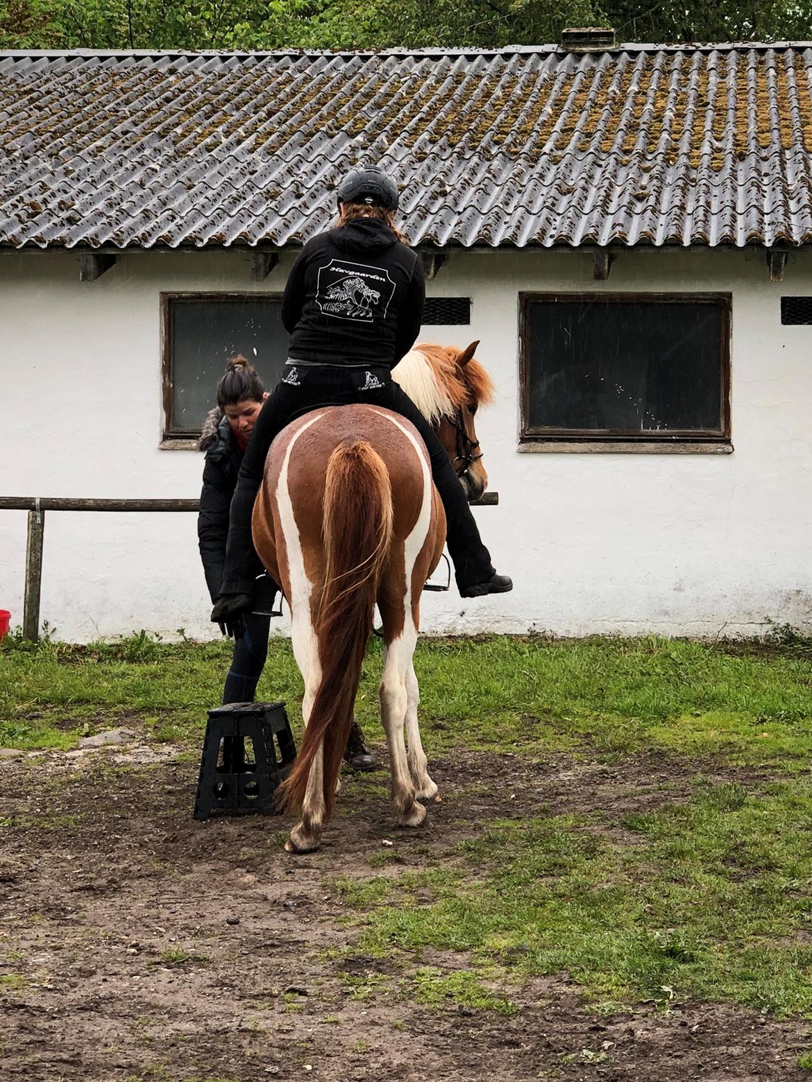 Islænder Vinur fra Leegaard  billede 20