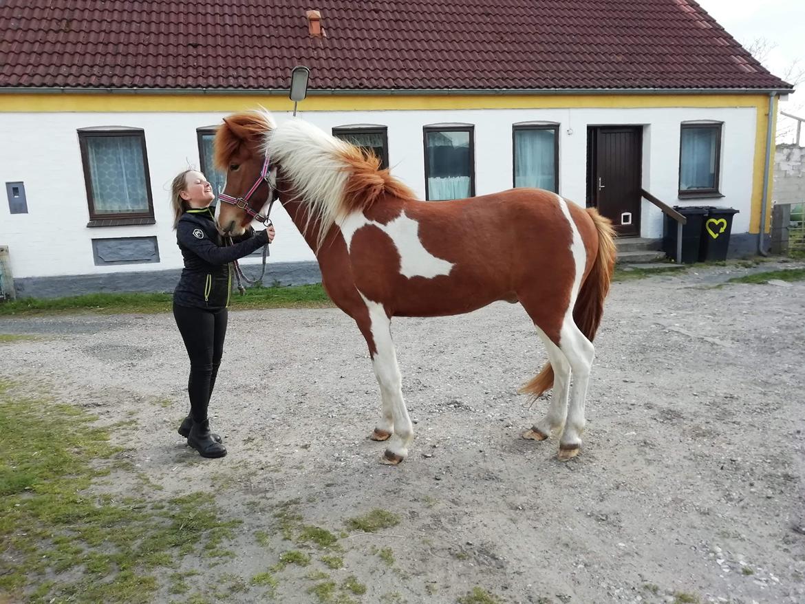 Islænder Vinur fra Leegaard  billede 15